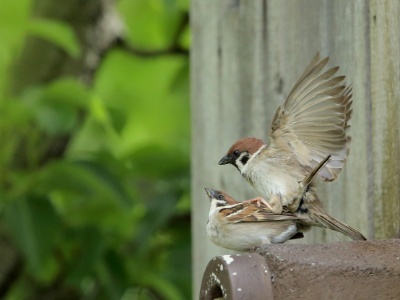 U09A5194 copy  FRA: Moineau friquet (Passer montanus) GRB: Eurasian tree sparrow DEU: Feldsperling ESP: Passer montanus ITA: Passer montanus RU:  CHN: 麻雀