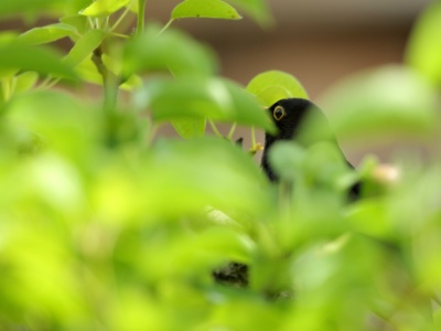 U09A5201 copy  FRA: Merle noir (Turdus merula) GRB: Common blackbird DEU: Amsel ESP: Turdus merula ITA: Turdus merula RU:  CHN: 烏鶇