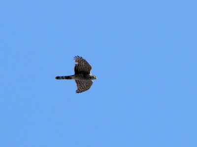 JA8A1279 copy  FRA: Épervier d'Europe (Accipiter nisus) GRB: Eurasian sparrowhawk DEU: Sperber (Art) ESP: Accipiter nisus ITA: Accipiter nisus RUS: Ястреб-перепелятник CHN: 雀鹰