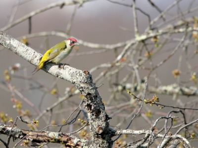JA8A1580 copy  FRA: Pic vert ou pivert (Picus viridis) GRB: Eurpean Green Woodpecker DEU: Grünspecht ESP: Picus viridis ITA: Picus viridis RUS: Зелёный дятел CHN: 欧洲绿啄木鸟