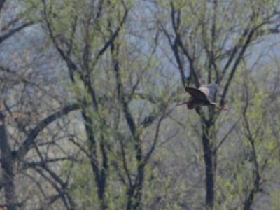 JA8A1706 copy  FRA: Héron pourpré (Ardea purpurea) GRB: Purple heron DEU: Purpurreiher ESP:  garza imperial ITA: L'airone rosso RUS: Рыжая цапля CHN: 草鹭