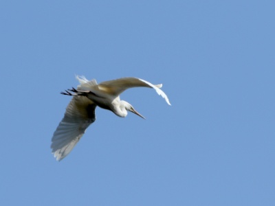 JA8A1719 copy  FRA: Grande Aigrette (Ardea alba) GRB: Great egret DEU: Silberreiher ESP: Ardea alba ITA: Ardea alba RUS: Большая белая цапля CHN: 大白鹭