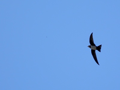 U09A7430 copy  FRA: Martinet à ventre blanc(Tachymarptis melba) GRB: Alpine swift DEU: Alpensegler ESP: El vencejo real  ITA: Il Rondone maggiore o rondone alpino  RUS: Белобрюхий стриж CHN: 高山雨燕
