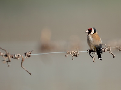 U09A7508 copy  FRA: Chardonneret élégant (Carduelis carduelis) GRB: Eupean Goldfinch DEU: Distelfink ESP: Carduelis carduelis ITA: Carduelis carduelis RUS: Черноголовый щегол CHN: 红额金翅雀