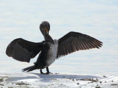 U09A6832 copy  FRA: Grand Cormoran (Phalacrocorax carbo) GRB: Great cormorant DEU: Kormoran ESP: cormorán grande (Phalacrocorax carbo) ITA: Phalacrocorax carbo RUS: Большой баклан CHN: 普通鸕鶿