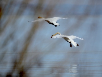 U09A6855 copy  FRA: Cygne tuberculé (Cygnus olor) UK: Mute swan DE: H�ckerschwan