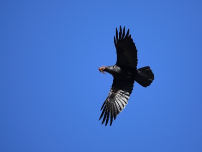 U09A7051 copy  FRA: Grand corbeau