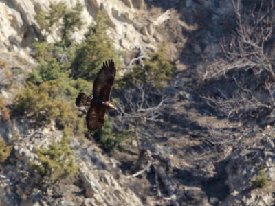U09A7115 copy  FR: Aigle royal (Aquila chrysaetos) UK: Golden Eagle DE: Steinadler