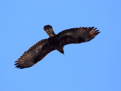 U09A7120 copy  FR: Aigle royal (Aquila chrysaetos) UK: Golden Eagle DE: Steinadler