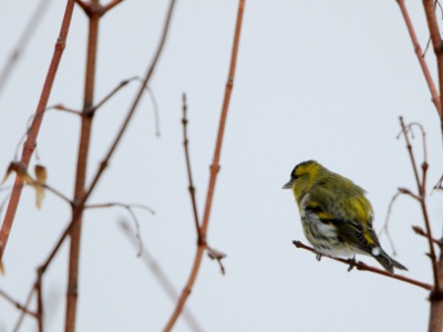 JA8A0629 copy  FRA: Tarin des aulnes (Carduelis spinus) GRB: Eurasian Siskin DEU:  Erlenzeisig ESP: lúgano ITA: lucherino eurasiatico RUS: Чиж CHN: 黄雀