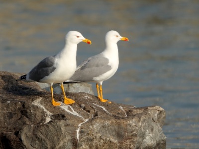 JA8A0783 copy  FR: Go�land leucoph�e (Larus michahellis ou cachinnans) UK: Yellow-legged Gull DE: Mittelmeerm�we
