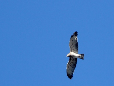 JA8A1069 copy  FRA: Circaète Jean-le-Blanc (Circaetus gallicus) GRB:  Short-toed snake eagle DEU: Schlangenadler ESP: Circaetus gallicus ITA: Circaetus gallicus RUS: Змееяд CHN: 短趾雕