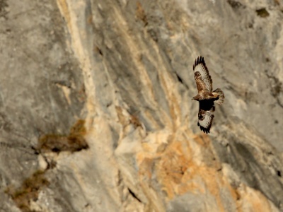 JA8A1212 copy  FRA:   Buse variable (Buteo buteo) GRB: Common buzzard DEU: Mäusebussard ESP:  Buteo buteo ITA: Buteo buteo RUS: Обыкновенный канюк CHN: 普通鵟