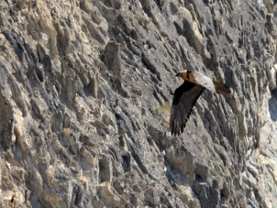 JA8A1237 copy  FRA: Gypaète barbu (Gypaetus barbatus) GRB: Bearded Vulture DEU: Bartgeier ESP: Gypaetus barbatus ITA: Gypaetus barbatus RUS: Бородач CHN: 胡兀鷲