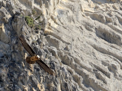 JA8A1242 copy  FRA: Gypaète barbu (Gypaetus barbatus) GRB: Bearded Vulture DEU: Bartgeier ESP: Gypaetus barbatus ITA: Gypaetus barbatus RUS: Бородач CHN: 胡兀鷲
