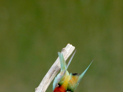 JA8A2126 copy