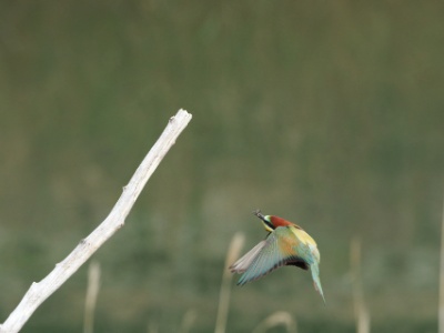 JA8A2176  FRA: Guêpier d'Europe (Merops apiaster) GRB: European Bee-eater DEU: Bienenfresser ESP: abejaruco europeo ITA: Merops apiaster RUS: Золотистая щурка CHN: 黄喉蜂虎