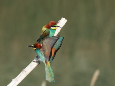 JA8A2225 copy  FRA: Guêpier d'Europe (Merops apiaster) GRB: European Bee-eater DEU: Bienenfresser ESP: abejaruco europeo ITA: Merops apiaster RUS: Золотистая щурка CHN: 黄喉蜂虎