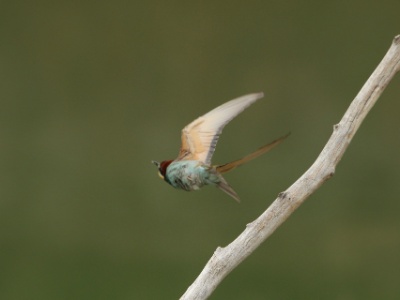 JA8A2307 copy