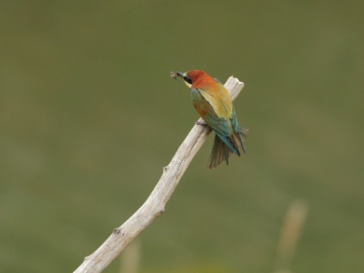 JA8A2321 copy