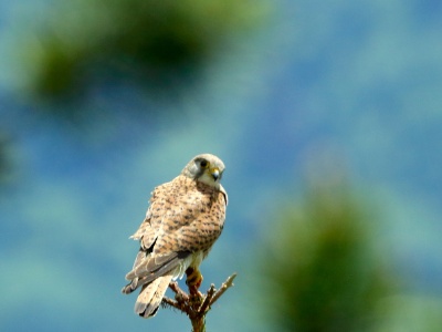 U09A7693 copy  FRA: Faucon crécerelle(Falco tinnunculus) GRB: Common kestrel DEU: Turmfalke ESP: Falco tinnunculus ITA: Falco tinnunculus RUS: Обыкновенная пустельга CHN: 紅隼
