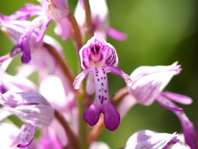 U09A7703 copy  FRA: Orchis militaire