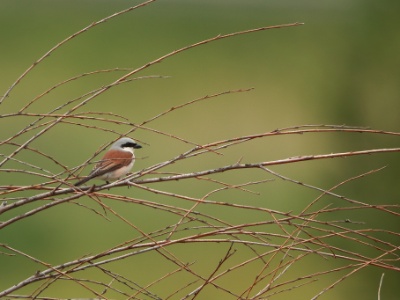 U09A7770 copy  FRA: Pie-grièche écorcheur(Lanius collurio) GRB: Red-backed shrike DEU: Neuntöter ESP: Lanius collurio ITA: Lanius collurio RUS: Обыкновенный жулан CHN: 红背伯劳