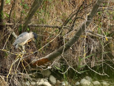 U09A7775 copy  FRA: Bihoreau gris (Nycticorax nycticorax) GRB: Black-crowned night heron DEU: Nachtreiher ESP: Nycticorax nycticorax ITA: Nycticorax nycticorax RUS: Обыкновенная кваква CHN: 夜鹭