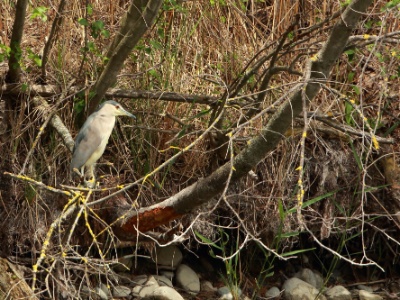 U09A7782 copy  FRA: Bihoreau gris (Nycticorax nycticorax) GRB: Black-crowned night heron DEU: Nachtreiher ESP: Nycticorax nycticorax ITA: Nycticorax nycticorax RUS: Обыкновенная кваква CHN: 夜鹭
