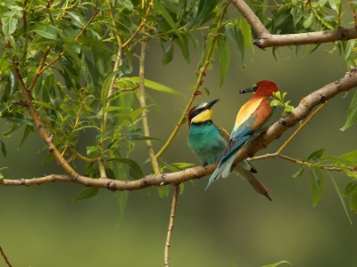 U09A7806 copy  FRA: Guêpier d'Europe (Merops apiaster) GRB: European Bee-eater DEU: Bienenfresser ESP: abejaruco europeo ITA: Merops apiaster RUS: Золотистая щурка CHN: 黄喉蜂虎