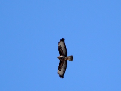 JA8A3344 copy  FRA:   Buse variable (Buteo buteo) GRB: Common buzzard DEU: Mäusebussard ESP:  Buteo buteo ITA: Buteo buteo RUS: Обыкновенный канюк CHN: 普通鵟