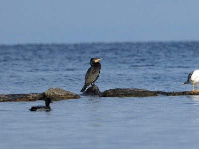 JA8A4865  FRA: Grand Cormoran (Phalacrocorax carbo) GRB: Great cormorant DEU: Kormoran ESP: cormorán grande (Phalacrocorax carbo) ITA: Phalacrocorax carbo RUS: Большой баклан CHN: 普通鸕鶿