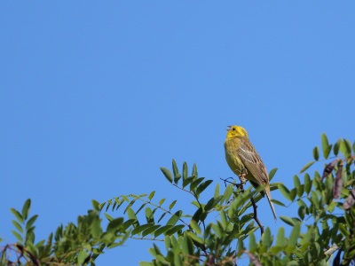 JA8A3826 copy  FRA: Bruant jaune (Emberiza citrinella)  GRB: Yellowhammer DEU: Goldammer ESP:Emberiza citrinella ITA: Emberiza citrinella RUS:Обыкновенная овсянка CHN: 黄鹀