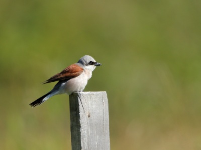 JA8A3887 copy  FRA: Pie-grièche écorcheur(Lanius collurio) GRB: Red-backed shrike DEU: Neuntöter ESP: Lanius collurio ITA: Lanius collurio RUS: Обыкновенный жулан CHN: 红背伯劳