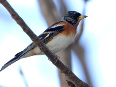 JA8A3020 copy  FRA: Pinson du Nord (Fringilla montifringilla) GRB: Brambling DEU: Bergfink ESP: Fringilla montifringilla ITA: Fringilla montifringilla RUS: Вьюрок CHN: 燕雀
