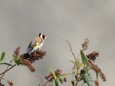 JA8A3101 copy  FRA: Chardonneret élégant (Carduelis carduelis) GRB: Eupean Goldfinch DEU: Distelfink ESP: Carduelis carduelis ITA: Carduelis carduelis RUS: Черноголовый щегол CHN: 红额金翅雀