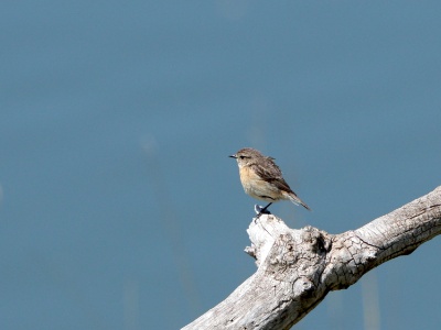 JA8A3725 copy  FRA: Tarier pâtre (Saxicola torquatus) femelle GRB: Eurasian Stonechat DEU: Schwarzkehlchen ESP: Tarabilla común europea ITA: RUS: Черноголовый чекан CHN: