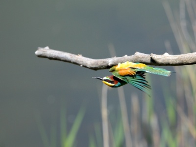 JA8A3775 copy  FRA: Guêpier d'Europe (Merops apiaster) GRB: European Bee-eater DEU: Bienenfresser ESP: abejaruco europeo ITA: Merops apiaster RUS: Золотистая щурка CHN: 黄喉蜂虎