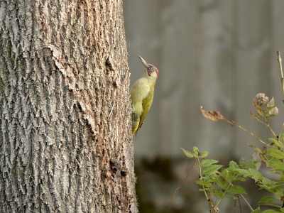 JA8A4649 copy  FRA: Pic vert ou pivert (Picus viridis) GRB: Eurpean Green Woodpecker DEU: Grünspecht ESP: Picus viridis ITA: Picus viridis RUS: Зелёный дятел CHN: 欧洲绿啄木鸟