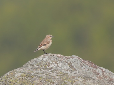 U09A2785 copy  FRA: Traquet motteux (Oenanthe oenanthe) GRB: Northern wheatear DEU: Steinschmätzer (Art) ESP: Oenanthe oenanthe ITA: Phoenicurus ochruros RUS: Обыкновенная каменка CHN: 穗䳭