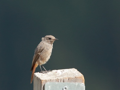 U09A2798 copy  FRA: Rougequeue noir (Phoenicurus ochruros) GRB: Black Redstart DEU: Hausrotschwanz ESP: Phoenicurus ochruros ITA: Phoenicurus ochruros RUS: Горихвостка-чернушка CHN: 赭红尾鸲