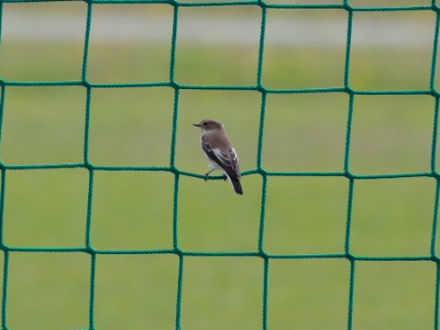 U09A2860 copy  FRA: Gobemouche noir (Ficedula hypoleuca) GRB: European Pied Flycatcher DEU: Trauerschn�pper