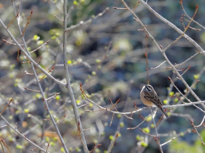28A1751 copy  FRA: Bruant fou (Emberiza cia) GRB: Rock Bunting DEU: Zippammer ESP: Emberiza cia ITA: Emberiza cia RU: Горная овсянка CHN: 灰眉岩鹀