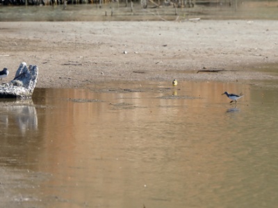 28A1818 copy  FRA: Chevalier culblanc ou cul-blanc (Tringa ochropus)  GRB: Green sandpiper DEU: Waldwasserläufer ESP: El andarríos grande2 ITA: il piro-piro culbianco RUS: Черныш CHN: 白腰草鹬