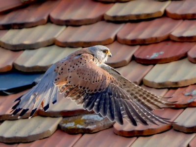 28A1988 copy  FRA: Faucon crécerelle(Falco tinnunculus) GRB: Common kestrel DEU: Turmfalke ESP: Falco tinnunculus ITA: Falco tinnunculus RUS: Обыкновенная пустельга CHN: 紅隼
