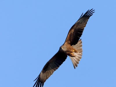 28A2007 copy  FRA: Milan noir (Milvus migrans) GRB: Black Kite DEU: Schwarzmilan ESP: Milvus migrans ITA: Milvus migrans RUS: Чёрный коршун CHN: 黑鸢