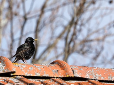 28A2060 copy  FRA: Étourneau sansonnet (Sturnus vulgaris) GRB: Common starling  DEU: Star (Art) ESP: Sturnus vulgaris ITA: Sturnus vulgaris RUS: Обыкновенный скворец CHN: 紫翅椋鸟