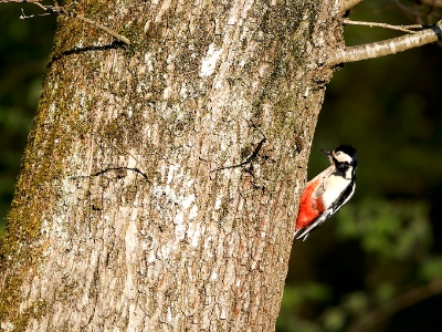 28A2118 copy  FRA: Pic épeiche (Dendrocopos major) GRB: Great spotted woodpecker DEU: Buntspecht ESP: Dendrocopos major ITA: Dendrocopos major RUS: Большой пёстрый дятел CHN: 大斑啄木鸟