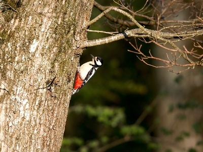 28A2119 copy  FRA: Pic épeiche (Dendrocopos major) GRB: Great spotted woodpecker DEU: Buntspecht ESP: Dendrocopos major ITA: Dendrocopos major RUS: Большой пёстрый дятел CHN: 大斑啄木鸟
