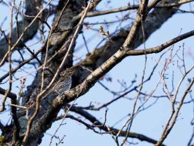 28A2132 copy  FRA: Grive musicienne (Turdus philomelos) GRB: Song thrush DEU: Singdrossel ESP: Turdus philomelos ITA: Turdus philomelos RUS: Певчий дрозд CHN: 歐歌鶇